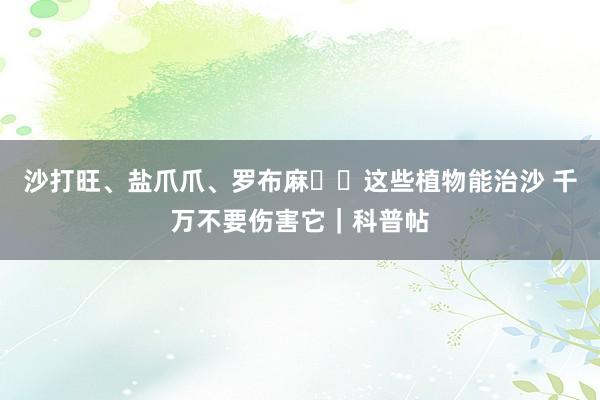 沙打旺、盐爪爪、罗布麻⋯⋯这些植物能治沙 千万不要伤害它｜科普帖